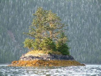 Trees on an island