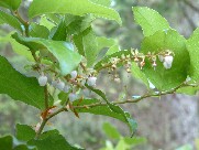 Salal