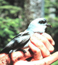 storm petrel