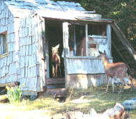 deer in cabin