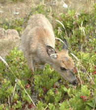 Deer eating salal