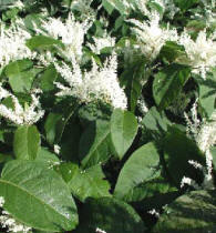 Japanese knotweed