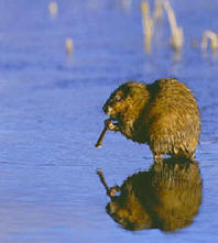 muskrat