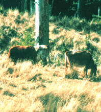 feral cattle