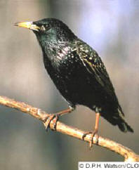 starling