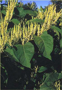 japanese knotweed