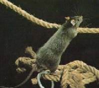 rat and rope