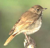 thrush