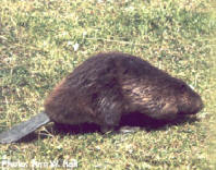 beaver