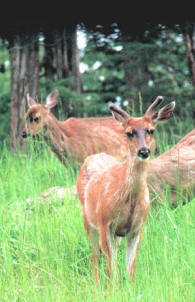 3 deer in the grass