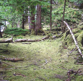 deer browsed forest