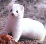 ermine