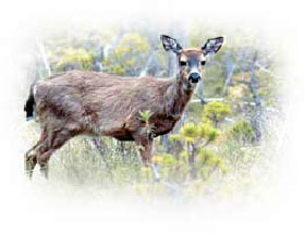 deer muskeg