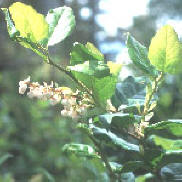 Salal