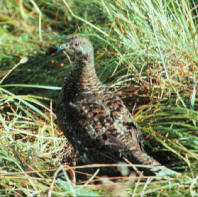 grouse