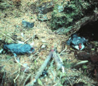 murrelet predation