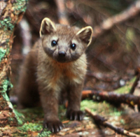 marten