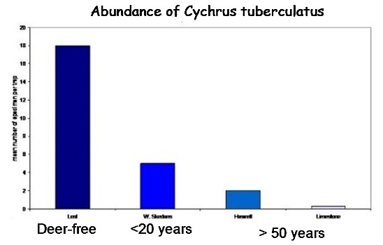 Abundance Cychrus