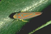 Leafhopper