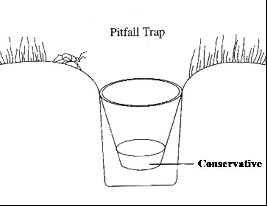 scheme pitfall