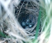 natural nest