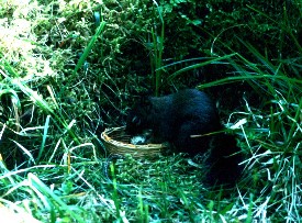 squirrel predating artificial nest