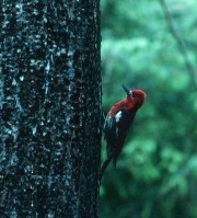 sapsucker