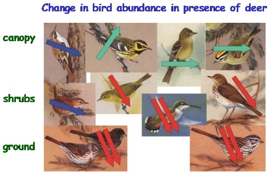 scheme songbirds diversity