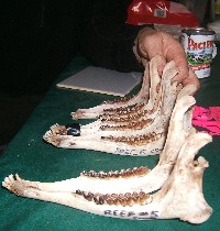 Deer jaws