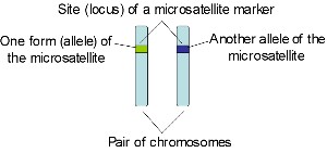 what is an allele?