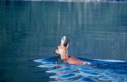 deer swimming