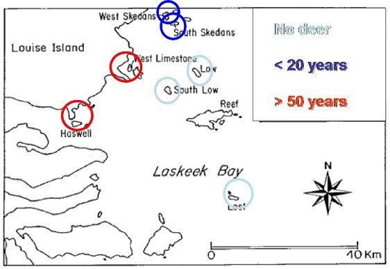 lenght of deer presence on Laskeek Bay islands