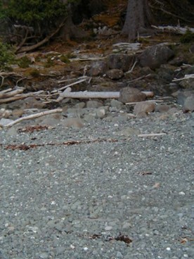 shoreline with deer (West Limestone)