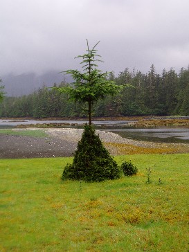 bonsaied spruce