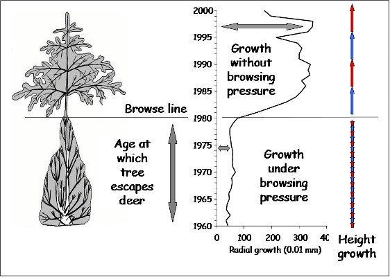 Trees regeneration