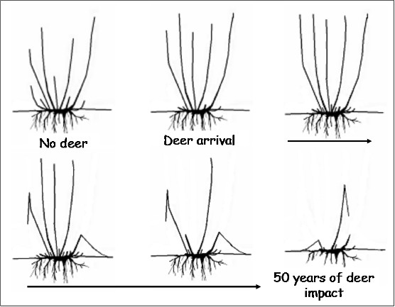 effect in time of deer on shrubs