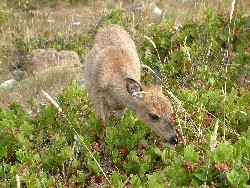 young deer feeding on salal