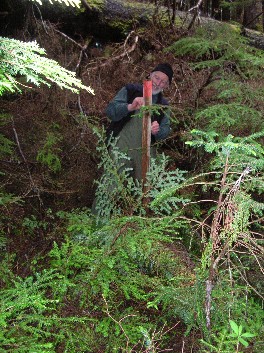 sampling forest interior vegetation