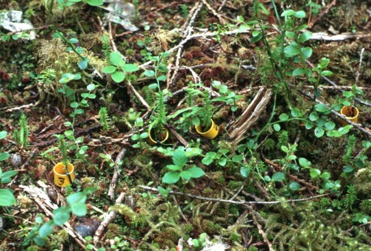 Banded cedars