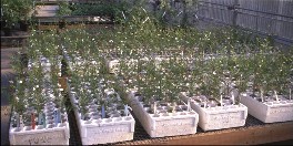 Defoliation experiment