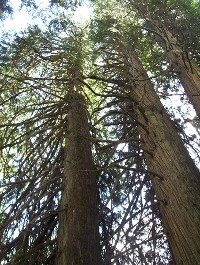 Western redcedar