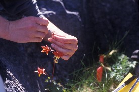 hand pollination