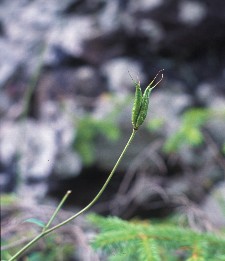 pods of columbine