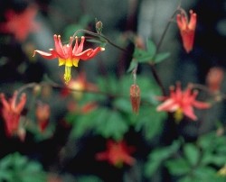 Red Columbine