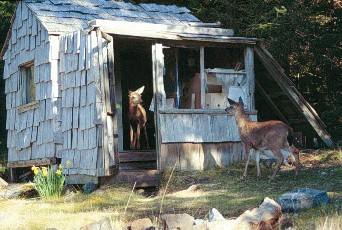 Deer in a cabin