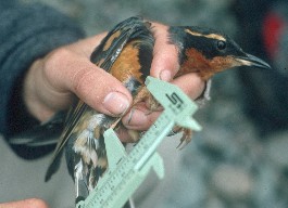 Varied Thrush banding